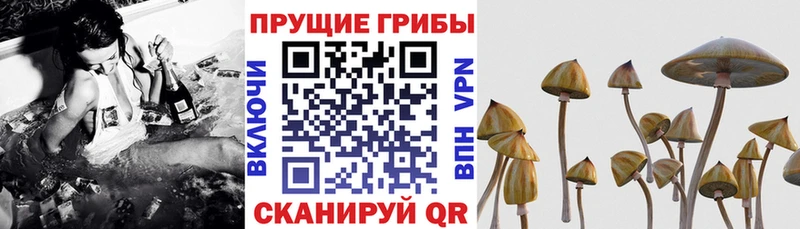 Галлюциногенные грибы Psilocybe  Курган 